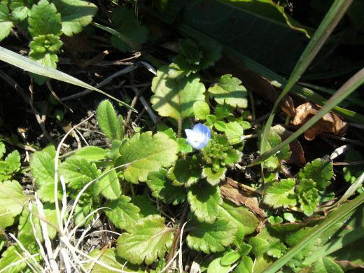 この種子原人さんの写真はね!/