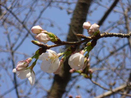 この猫すごい!/