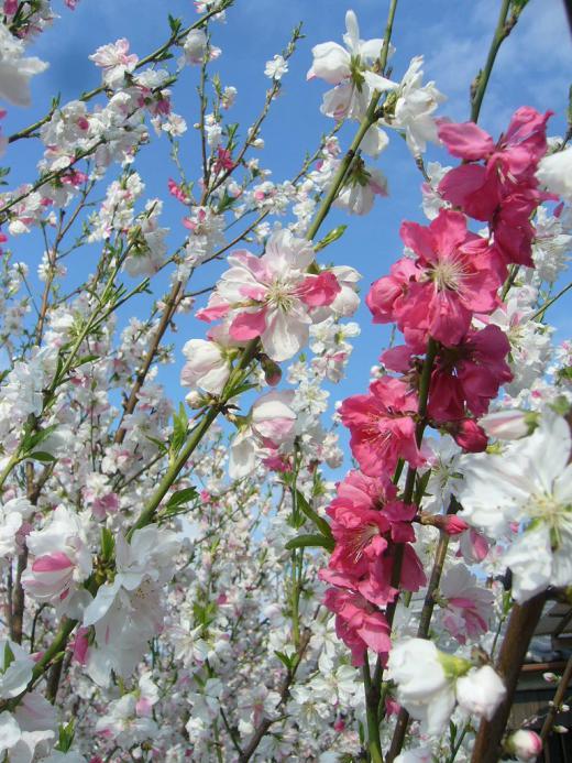 TPP事前交渉・・・・・。/