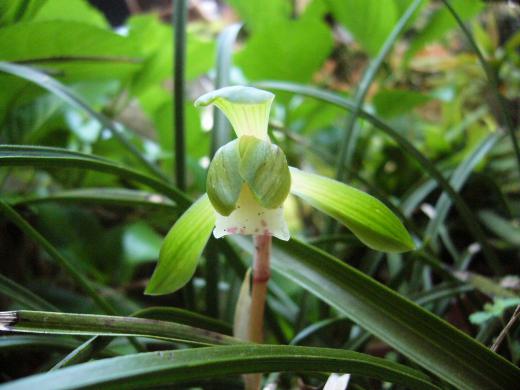 カラスはね・・・!/