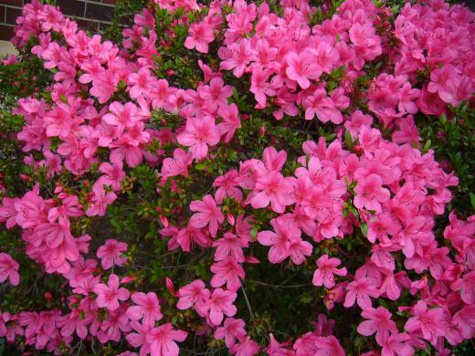 山形ではもうお祭りは終わりの頃でしょうか?/