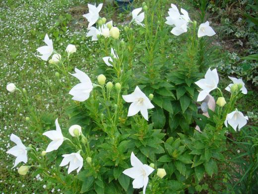 「今日は、ウナギじゃないん?」/