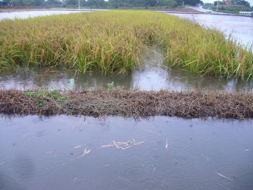 自然と共には、なかなかで〜す!/