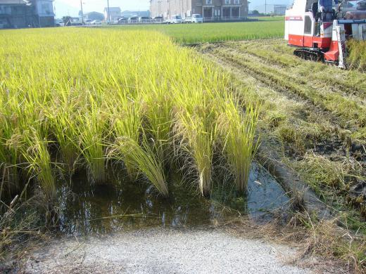 稲刈りは全部終わりました!/