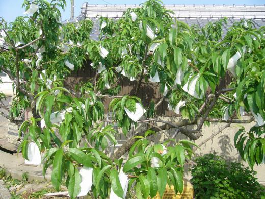 猪は木に登らないと思います!/