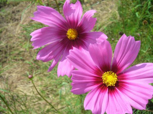 お願いで〜す!/