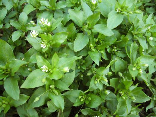 菊芋って・・・ね!/