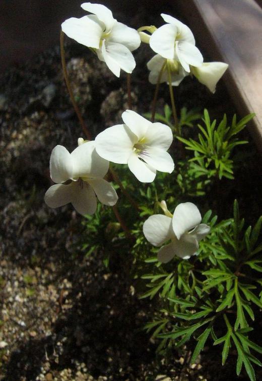 もう、田植えの準備ですか・・・・・!/