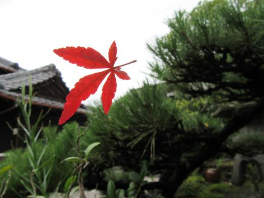 桜島噴火・・・昨夜もニュースで・・・!/