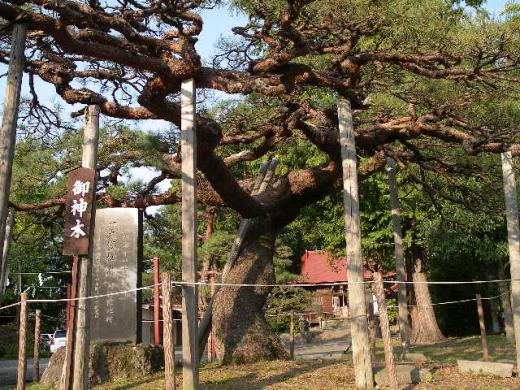 月岡神社の御神木俯瞰です。/