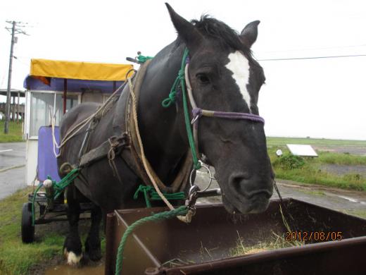 馬車を引く道産子のお馬さん/