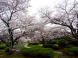 つつじ公園の桜が見頃です!:2016/04/13 16:33