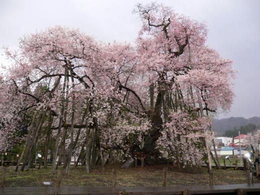 桜 満開 --comment/