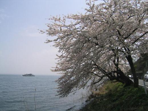 関西(大阪)の桜は葉桜/