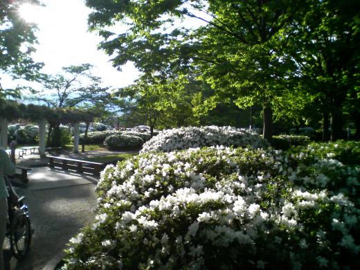 つつじ公園みてきたよん。/
