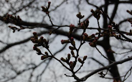 本日の関西の桜です。(大阪北部)/