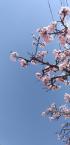 「青空と桜」の画像
