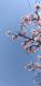 青空と桜：2023.04.03