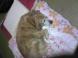 アンと一緒の寝室:2012/01/12 19:40