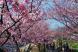 河津桜…その後…:2018/02/28 22:40