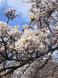 桜が満開となりました!:2023/04/08 07:59