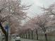 サクラ並木の下を車で通りました:2012/04/27 07:10