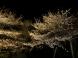 夜桜 きれいでした !!:2013/04/17 21:10