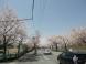 桜 満開です!!:2015/04/18 18:42