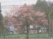 あいにくの雨ですが・・・:2024/04/09 12:22