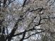 ベニバナの種を蒔いたよ!:2024/04/18 12:09