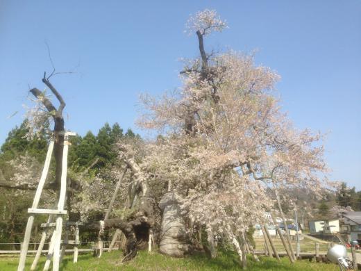 長井市伊佐沢の久保桜/