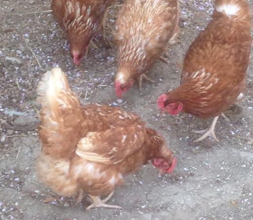 さくらの散った花びらをパクパク食べておりました(^_^*)/