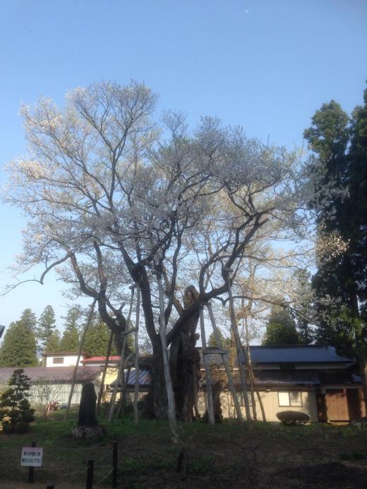 草岡の大明神桜/
