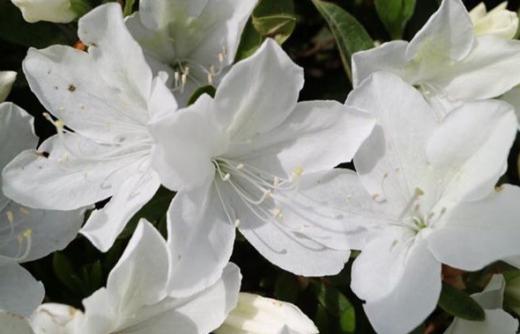 これからは白つつじの時期になります/