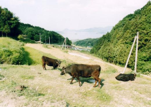 ご紹介ありがとうございます/