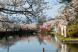 上杉神社桜満開:2017/04/26 06:30