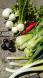 秋野菜:2019/10/12 05:30