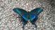 ミヤマカラスアゲハ:2020/08/04 05:30