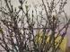 啓翁桜:2021/01/24 06:00