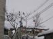 寒空の中で止まり木:2021/02/10 06:30