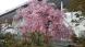伝国の駐車場の桜:2021/04/20 06:30