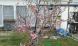 我が家の八重桜:2021/04/24 06:00