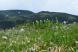 西吾妻山小凹湿原:2021/06/28 10:45