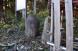 白夫平の草木塔:2021/11/10 07:20