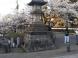 上杉神社の桜:2022/04/18 09:00