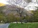 白布の桜:2022/05/12 06:00