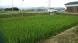 田植えから45日目:2022/07/15 05:45