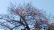 上杉神社の桜:2023/04/02 06:50