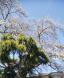 米沢市内のサクラ:2023/04/13 10:00
