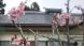 我が家のサクラ:2023/04/15 08:00